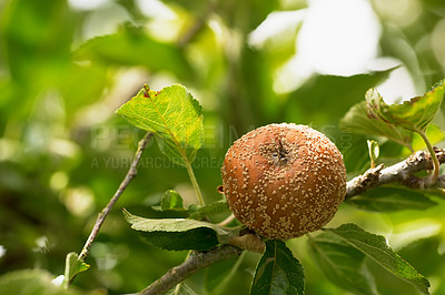 Buy stock photo Fresh apple in the tree