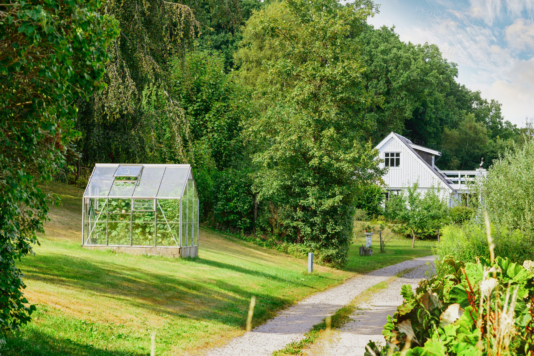 Buy stock photo Old Barnhouse. An entrance to a beautiful greenhouse with an abundant garden on the lawn. A countryside landscape view of a white wooden house, tall trees, and bushes in the backyard. 