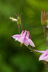 Aquilegia - beautiful garden flower