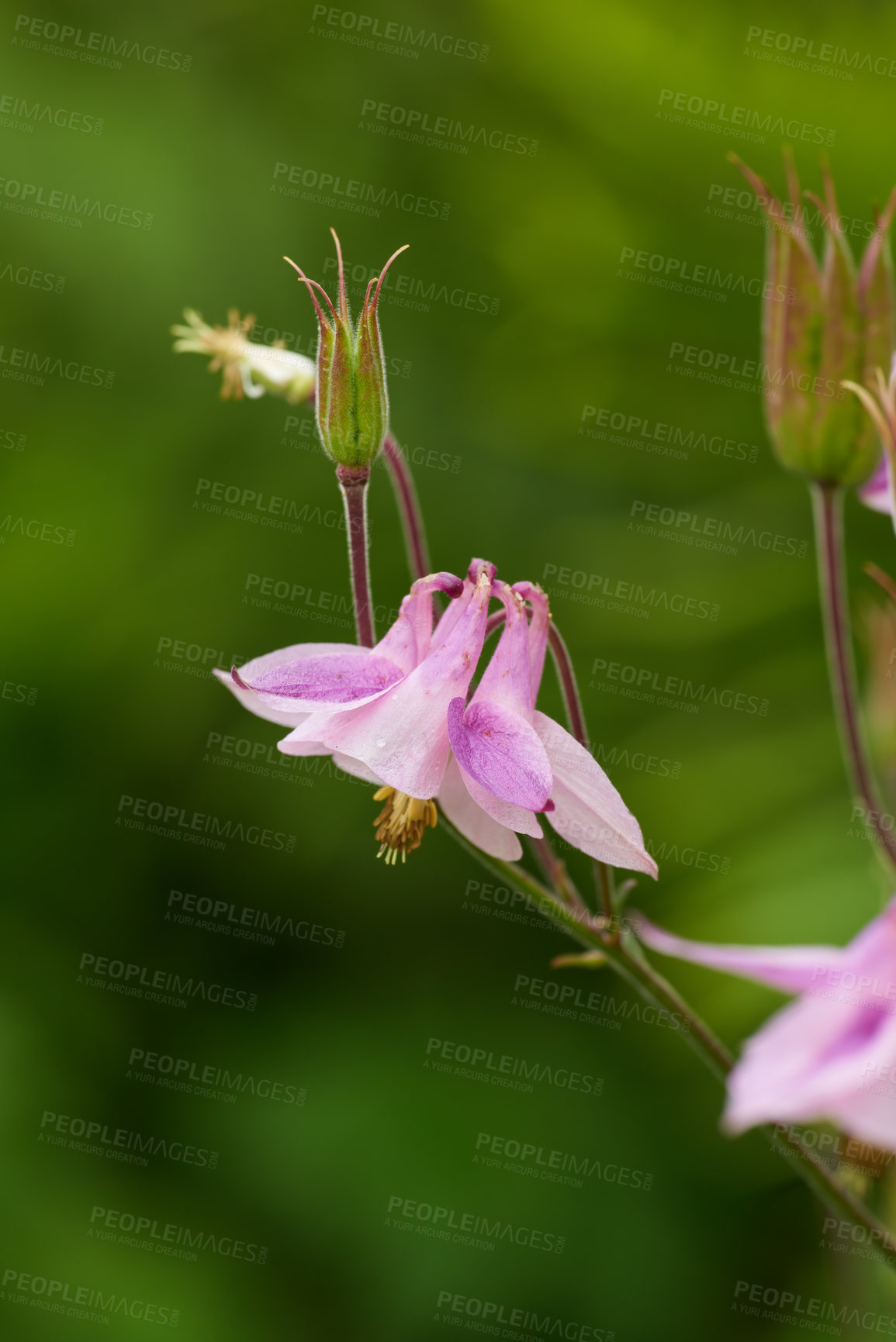 Buy stock photo Pink flower of aquilegia species growing in a backyard garden, isolated in a lush green foliage background. Colorful flowerhead or plant blossoming or blooming in nature on a summer or spring day 