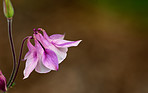 Aquilegia - beautiful garden flower