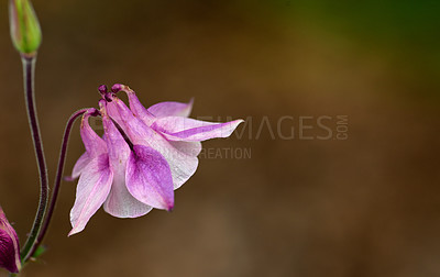 Buy stock photo Closeup of one pink and white flower in blur garden background. A flowerhead of a petticoat pink plant growing outside. Purple granny's bonnet flowers blooming in a park or backyard during summertime