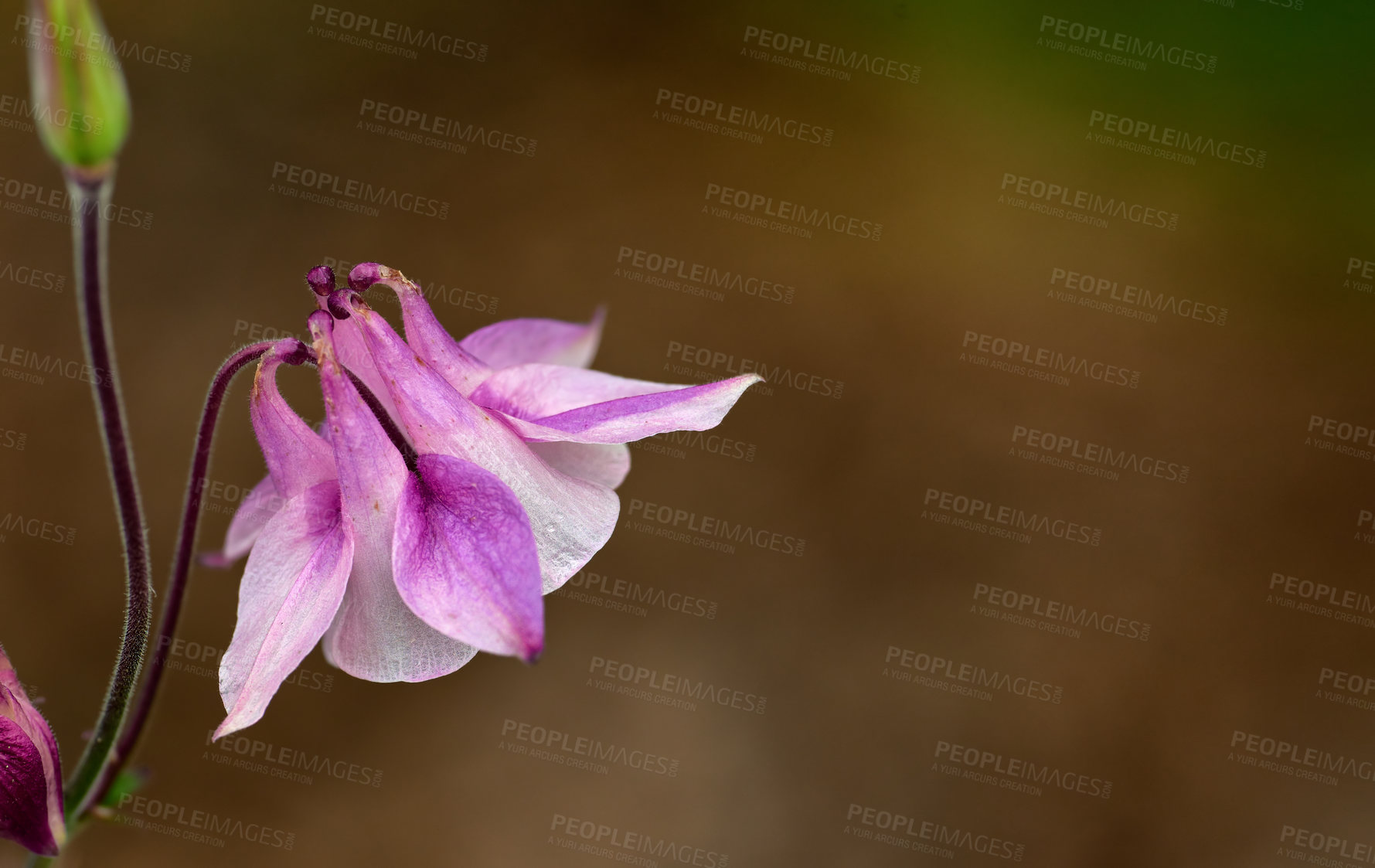 Buy stock photo Closeup of one pink and white flower in blur garden background. A flowerhead of a petticoat pink plant growing outside. Purple granny's bonnet flowers blooming in a park or backyard during summertime