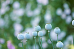 Poppies blooming