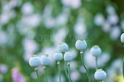 Buy stock photo Environment, gardening and opium with poppy in field for sustainability, growth and spring season. Conservation, eco friendly and blossom with plants in park for botany, ecosystem and meadow