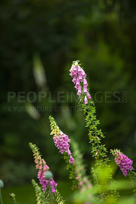 Buy stock photo Colorful pink foxglove flowers blooming in a lush green garden. Purple outdoor plants growing in a beautiful backyard. Group of delicate summer plant with tiny green leaves, flowering in a flowerbed