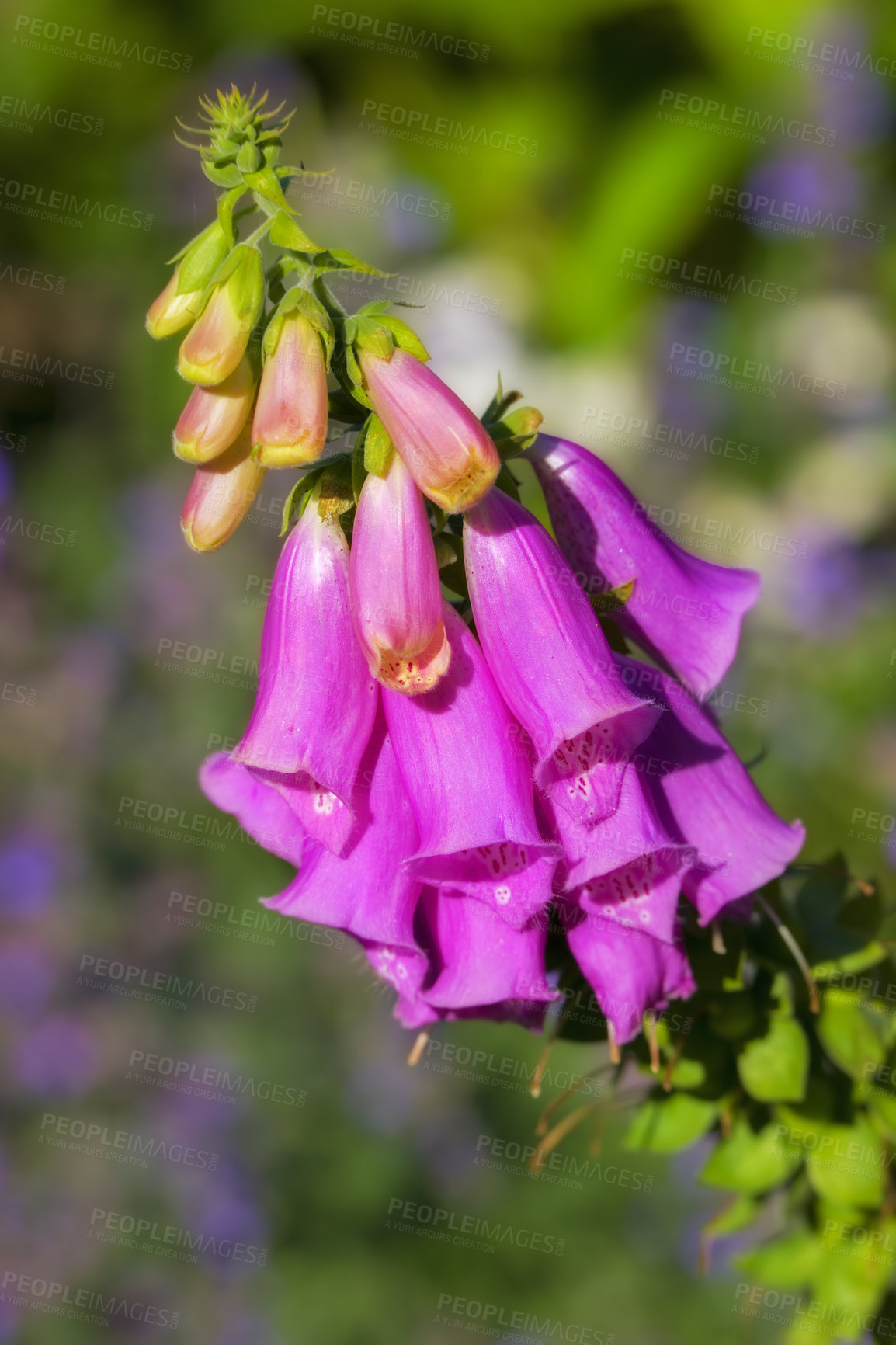 Buy stock photo Foxglove or Digitalis Purpurea is in full bloom and growing in the garden. Purple flower or flowerhead blossoming with lush green trees in the background. Closeup of a plant or flora on a summer day