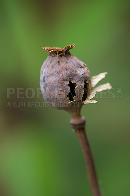 Buy stock photo Environment, closeup and opium with poppy in field for sustainability, growth and spring season. Conservation, eco friendly and blossom with plants in park for botany, ecosystem and garden meadow