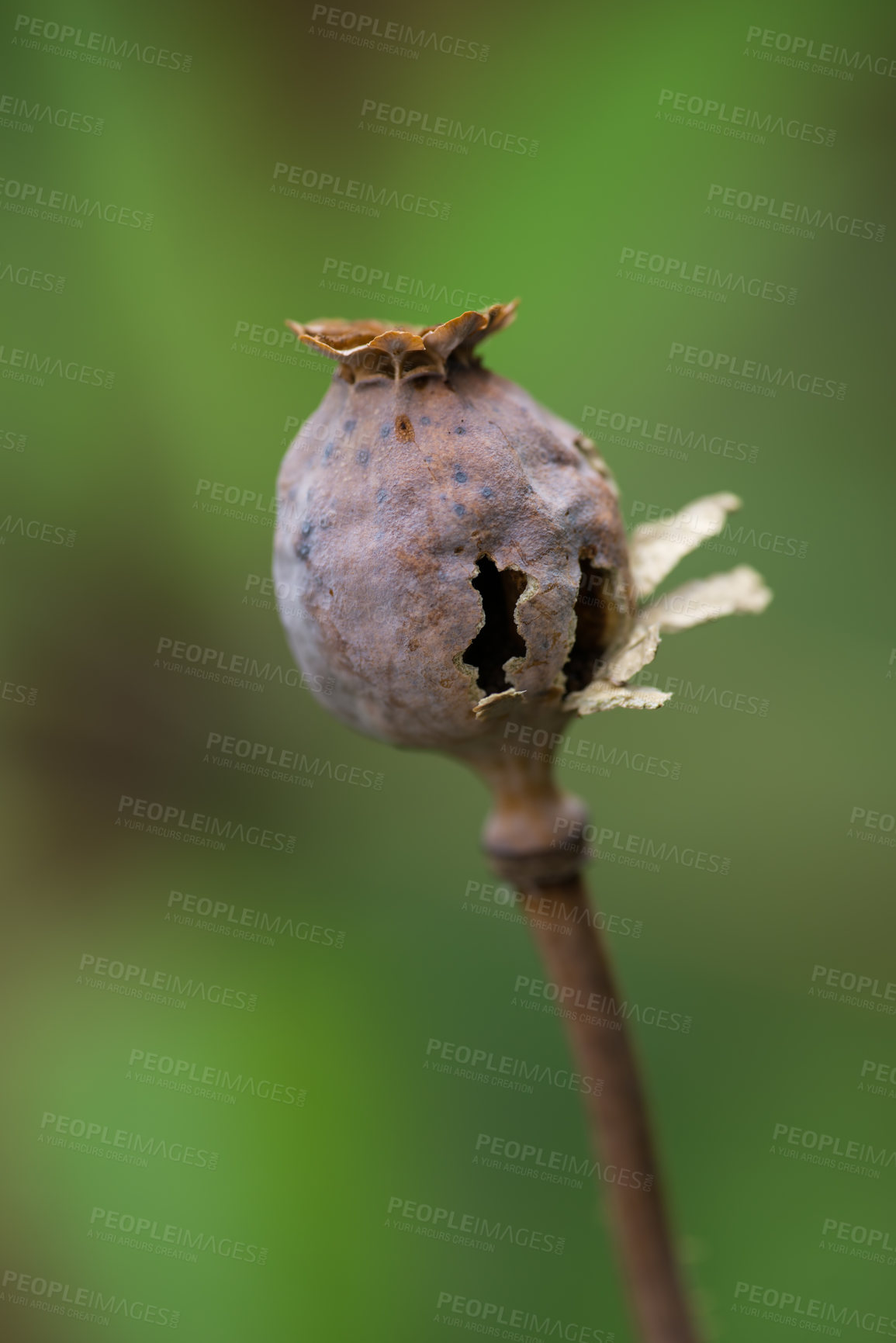 Buy stock photo Environment, closeup and opium with poppy in field for sustainability, growth and spring season. Conservation, eco friendly and blossom with plants in park for botany, ecosystem and garden meadow