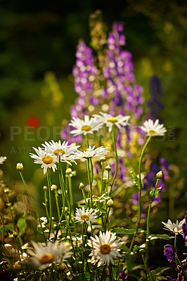 Buy stock photo Daisy flowers in full bloom in its natural environment in summer. Bright white daisies growing in a botanical garden in nature. Flowering plants blossoming in a green grassy field. Flora blooming