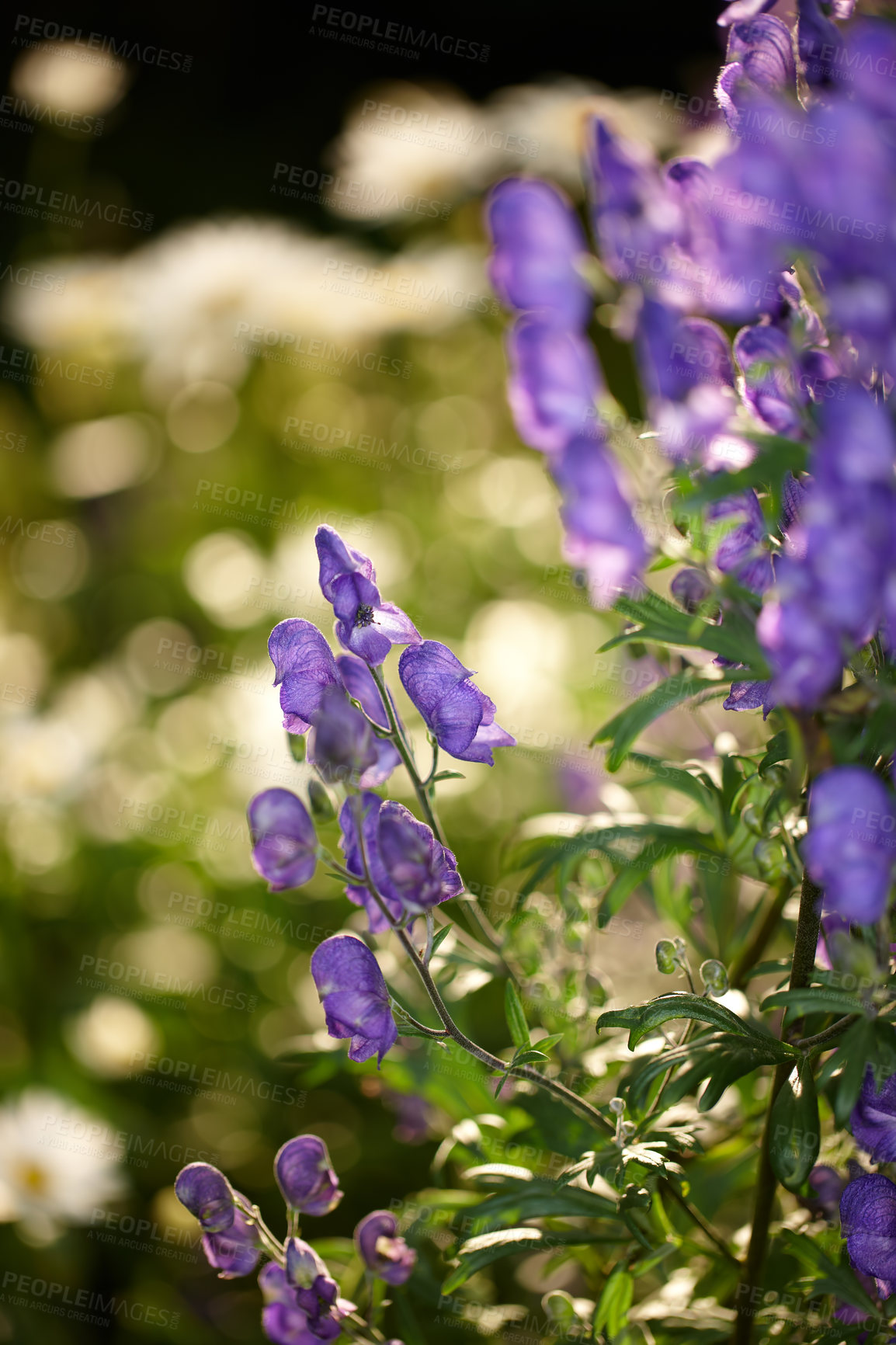 Buy stock photo Monkshood flower blooming on a tree in a botanical garden. Closeup of a pretty summer flower growing in nature. Petals blossoming on floral plant in a backyard. Flora blossoming in a park in spring
