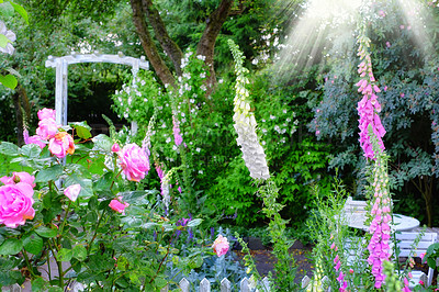 Buy stock photo Purple Foxgloves in full bloom in its natural environment in summer. Pink roses growing in backyard garden in nature during summer. Flowering plants blossoming in a field in spring. Flora in meadow 
