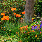 Poppies blooming