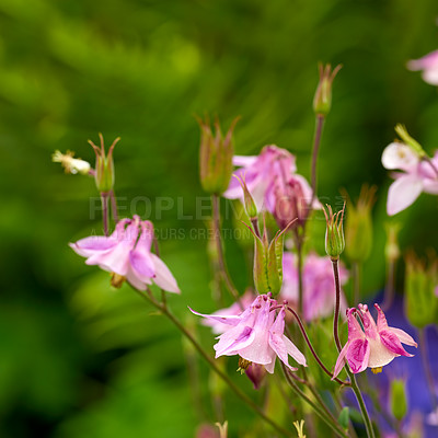 Buy stock photo Vibrant, pink columbine and aquilegia granny bonnet flowers blossoming, growing in remote field or home garden. Closeup group of delicate, fresh plants blooming, flowering on green stems in a backyard