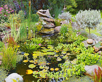 Buy stock photo View of lillypads, fresh green aquatic plants, reeds and succulents growing in a small japanese pond in the backyard at home. Tranquil, calm and serene water feature in covered in flora in the garden 