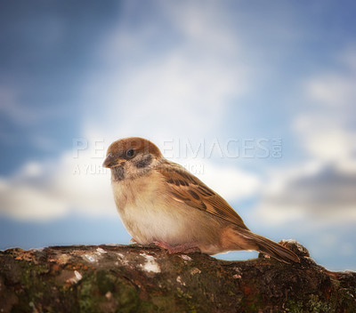 Buy stock photo Bird, sparrow and branch outdoor with blue sky, nature and environment for conservation and wildlife. Animal, feather and passeridae specie with ecosystem, habitat or sustainability for biodiversity