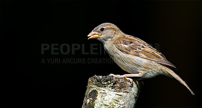 Buy stock photo Bird, sparrow and branch on black background with nature and eco friendly for wildlife conservation. Animal, feather and natural species with studio backdrop, wings or sustainability for biodiversity