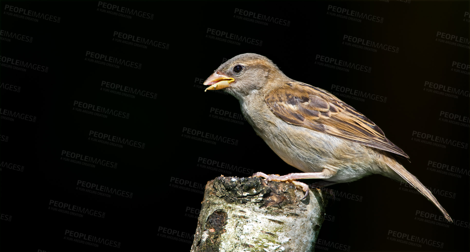 Buy stock photo Bird, sparrow and branch on black background with nature and eco friendly for wildlife conservation. Animal, feather and natural species with studio backdrop, wings or sustainability for biodiversity