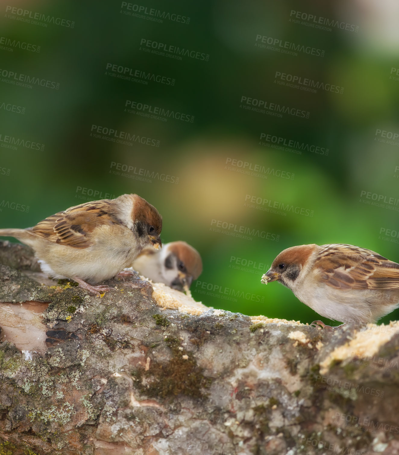 Buy stock photo Birds, sparrow and branch outdoor with nature, wings and environment for conservation and wildlife. Animal, feather and passeridae specie with ecosystem, habitat or sustainability for biodiversity