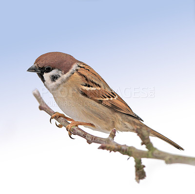 Buy stock photo Sparrows are a family of small passerine birds, Passeridae. They are also known as true sparrows, or Old World sparrows, names also used for a particular genus of the family, Passer