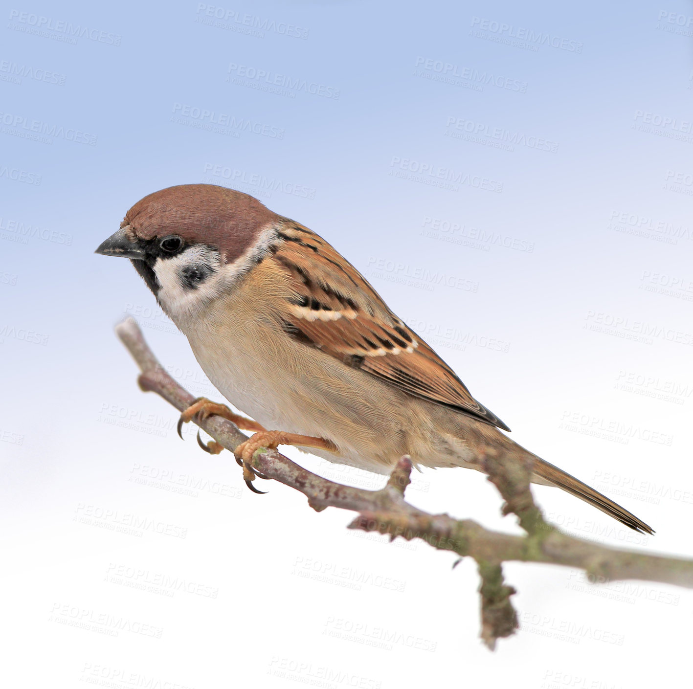 Buy stock photo Sparrows are a family of small passerine birds, Passeridae. They are also known as true sparrows, or Old World sparrows, names also used for a particular genus of the family, Passer