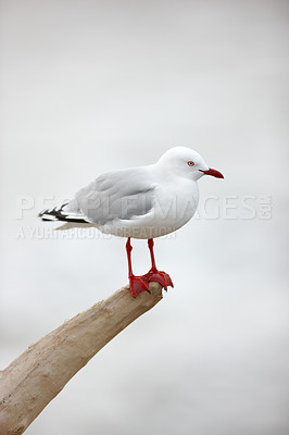 Buy stock photo A photo of a seagull standing