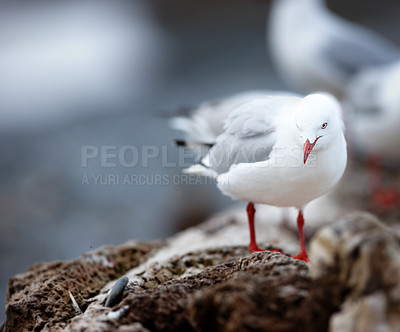 Buy stock photo Birds, seagull and rock in nature for wallpaper, break and environment ecosystem for rest. Fishing animal, natural habitat and outdoor on New Zealand island for freedom, sustainability and peace