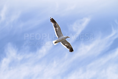 Buy stock photo Bird, blue sky and flying for freedom as seagull for wildlife, animals and nature outdoor. Clouds, hunting and adaptability with wings open, feathers and migrate for climate or weather change