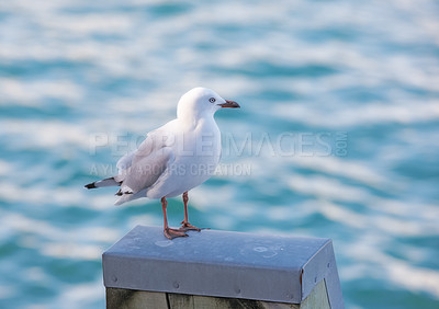 Buy stock photo Ocean, seagull and rest on harbor for wallpaper, break and balance in environment for aesthetic. Fishing animal, ecology and outdoor on New Zealand island for freedom, sustainability and peace