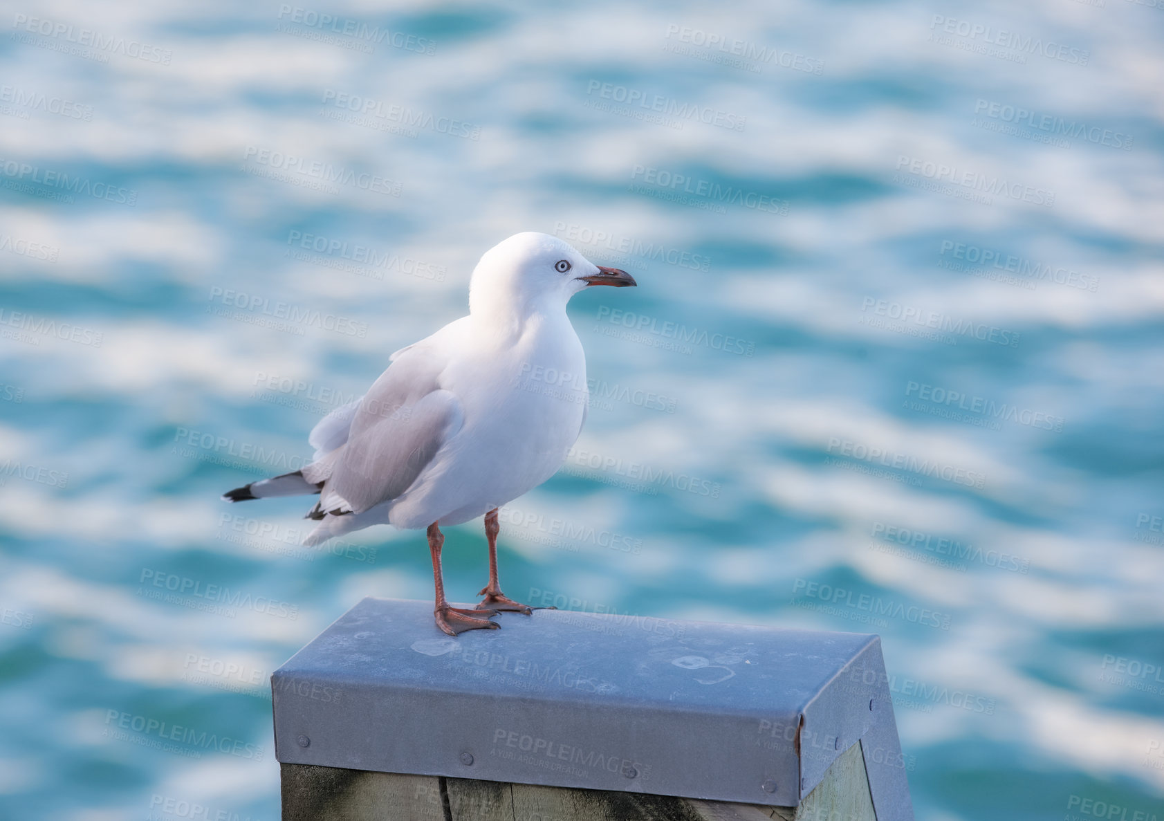 Buy stock photo Ocean, seagull and rest on harbor for wallpaper, break and balance in environment for aesthetic. Fishing animal, ecology and outdoor on New Zealand island for freedom, sustainability and peace