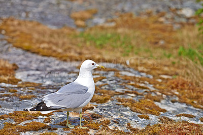 Buy stock photo Bird, seagull and walking on land for wallpaper, habitat creation and natural environment space. Fishing animal, sustainability or break in nature for freedom, resting or rocks in coastline ecosystem