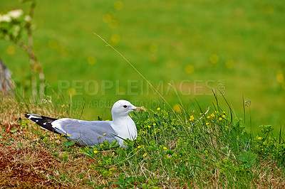 Buy stock photo Birds, seagull and nature on background or grass in bird watching, adventure and conservation. Animals, migration and habitat for ecology, species and wildlife with outdoor, wallpaper and environment