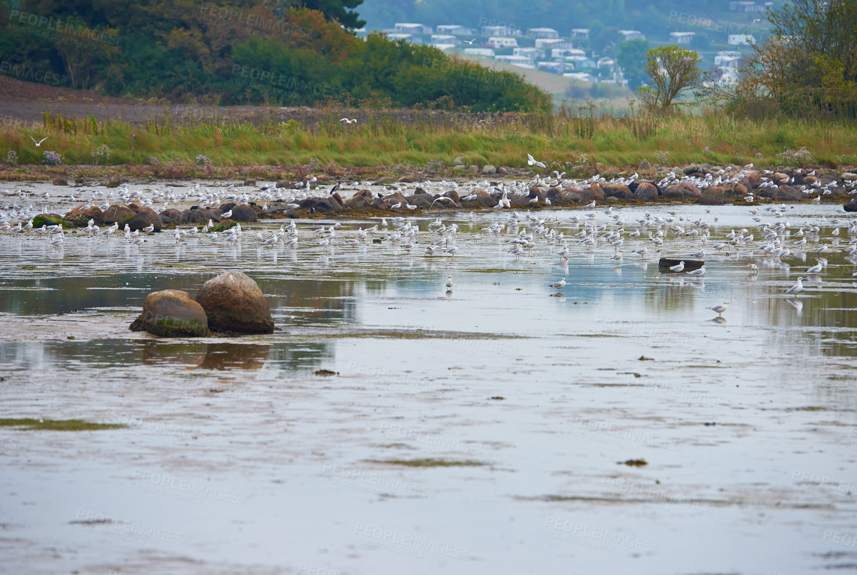 Buy stock photo Seagull, birds and lake in nature for landscape, wallpaper and flock at natural habitat. Fishing animals, feeding and water in environment for sustainability, territory and breeding season in Denmark