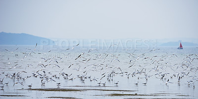 Buy stock photo Seagull, flock and water by ocean for flying, nature and environment for conservation and wildlife. Bird, group and travel by sea or beach for ecosystem, habitat or sustainability for biodiversity