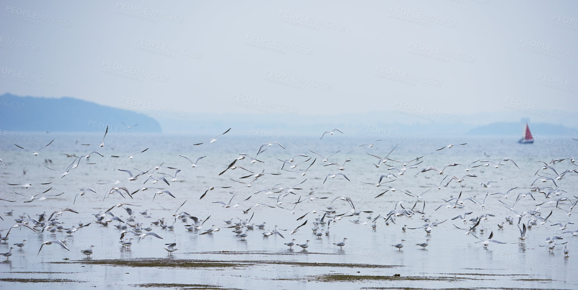 Buy stock photo Seagull, flock and water by ocean for flying, nature and environment for conservation and wildlife. Bird, group and travel by sea or beach for ecosystem, habitat or sustainability for biodiversity