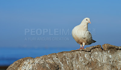 Buy stock photo Birds, dove and wildlife in background or blue sky for birdwatching, adventure and conservation. Animals, migration and habitat for ecology, species and nature with outdoor, wallpaper and environment