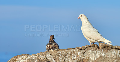 Buy stock photo Birds, dove and nature in background or blue sky in birdwatching, adventure and conservation. Animals, migration and habitat for ecology, species and wildlife with outdoor, wallpaper and environment