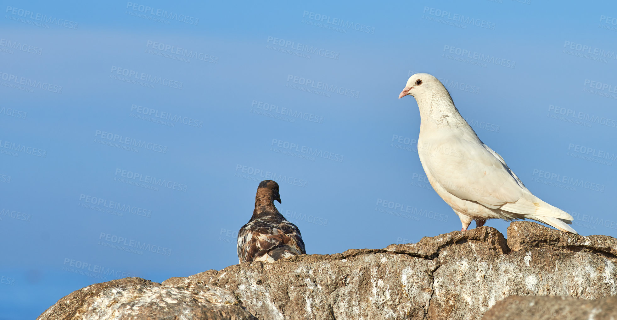 Buy stock photo Birds, dove and nature in background or blue sky in birdwatching, adventure and conservation. Animals, migration and habitat for ecology, species and wildlife with outdoor, wallpaper and environment