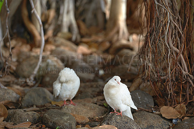 Buy stock photo Birds, doves and habitat in background or nature for bird watching, adventure and conservation. Animals, migration and wildlife in ecology, species and wallpaper with outdoor landscape or environment