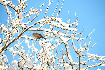 Buy stock photo Bird, branch or tree with snow, nature or environment for conservation, winter or outdoor wildlife. Animal, sky or Eurasian blackbird specie with ecosystem, habitat or sustainability for biodiversity