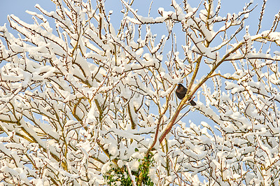 Buy stock photo Bird, branch or tree with snow, woods or environment for conservation, winter and outdoor wildlife. Animal, nature or Eurasian blackbird species with ecosystem, habitat or sustainable biodiversity