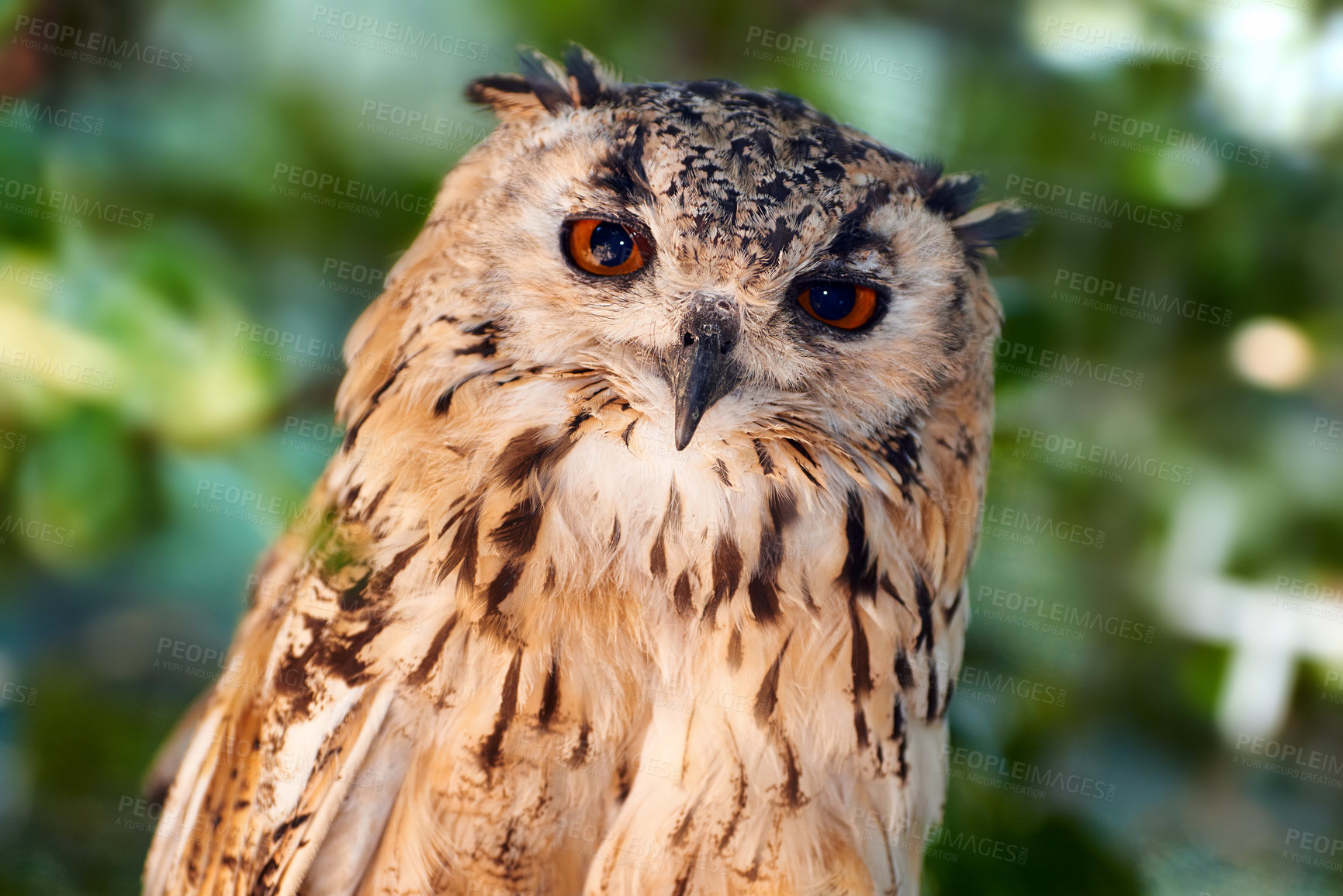 Buy stock photo Portrait, bird and Great Horned owl with nature, environment and countryside with animal. Face, species and outdoor with plants or conservation with ecology, eco friendly or calm with feather