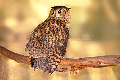 Buy stock photo A photo of a Great Horned owl