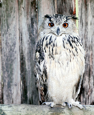 Buy stock photo Animal, bird and barn owl with feather, outdoor and wildlife sanctuary and protection at non profit. Conservation, habitat and education centre for rescue and care for program with captivity