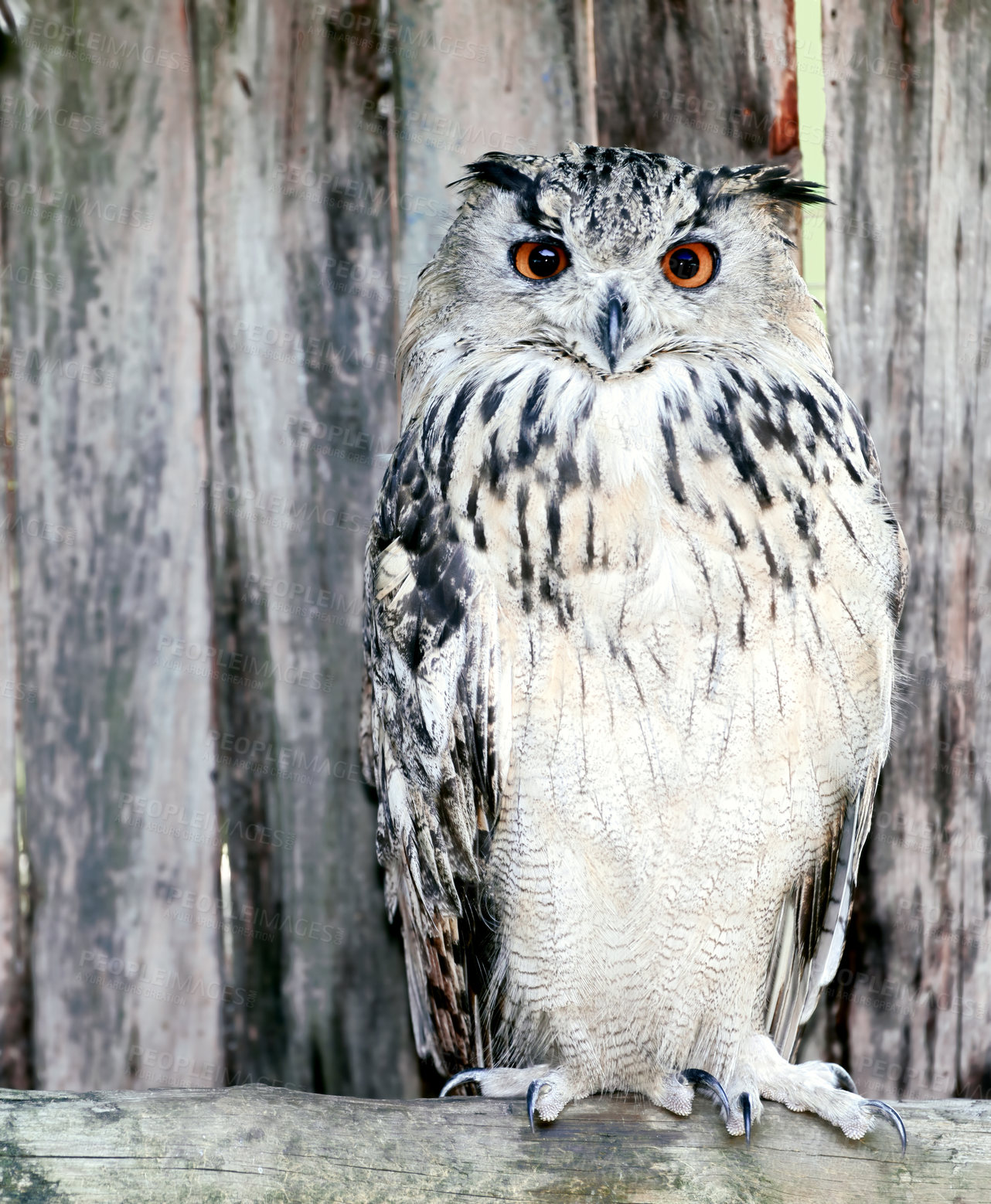 Buy stock photo Animal, bird and barn owl with feather, outdoor and wildlife sanctuary and protection at non profit. Conservation, habitat and education centre for rescue and care for program with captivity