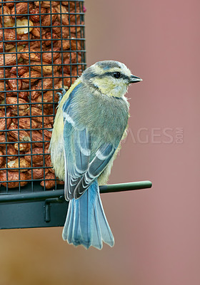 Buy stock photo The Eurasian blue tit is a small passerine bird in the tit family Paridae. The bird is easily recognisable by its blue and yellow plumage.