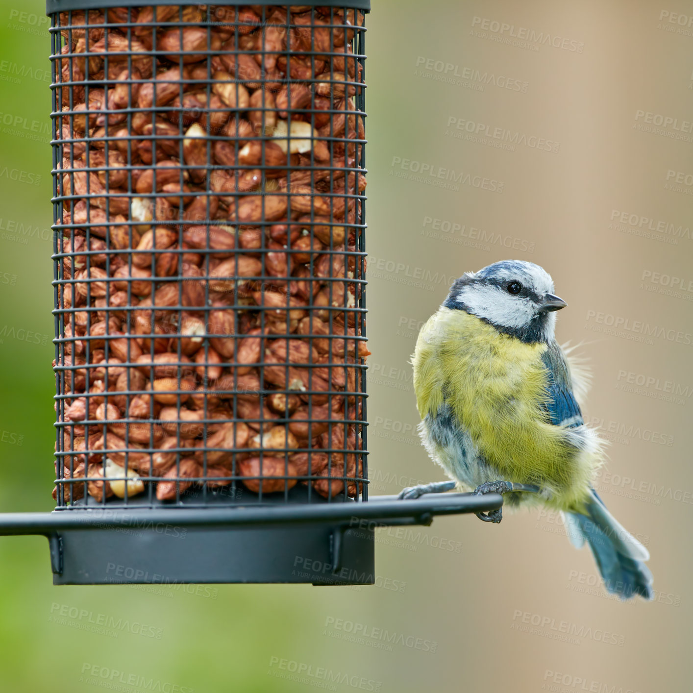 Buy stock photo Bird, feeder and erurasian blue in nature with wings, food and environment for conservation or wildlife. Animal, feather and paridae species with ecosystem, habitat or sustainability for biodiversity