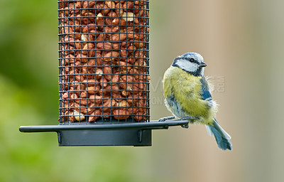 Buy stock photo The Eurasian blue tit is a small passerine bird in the tit family Paridae. The bird is easily recognisable by its blue and yellow plumage.