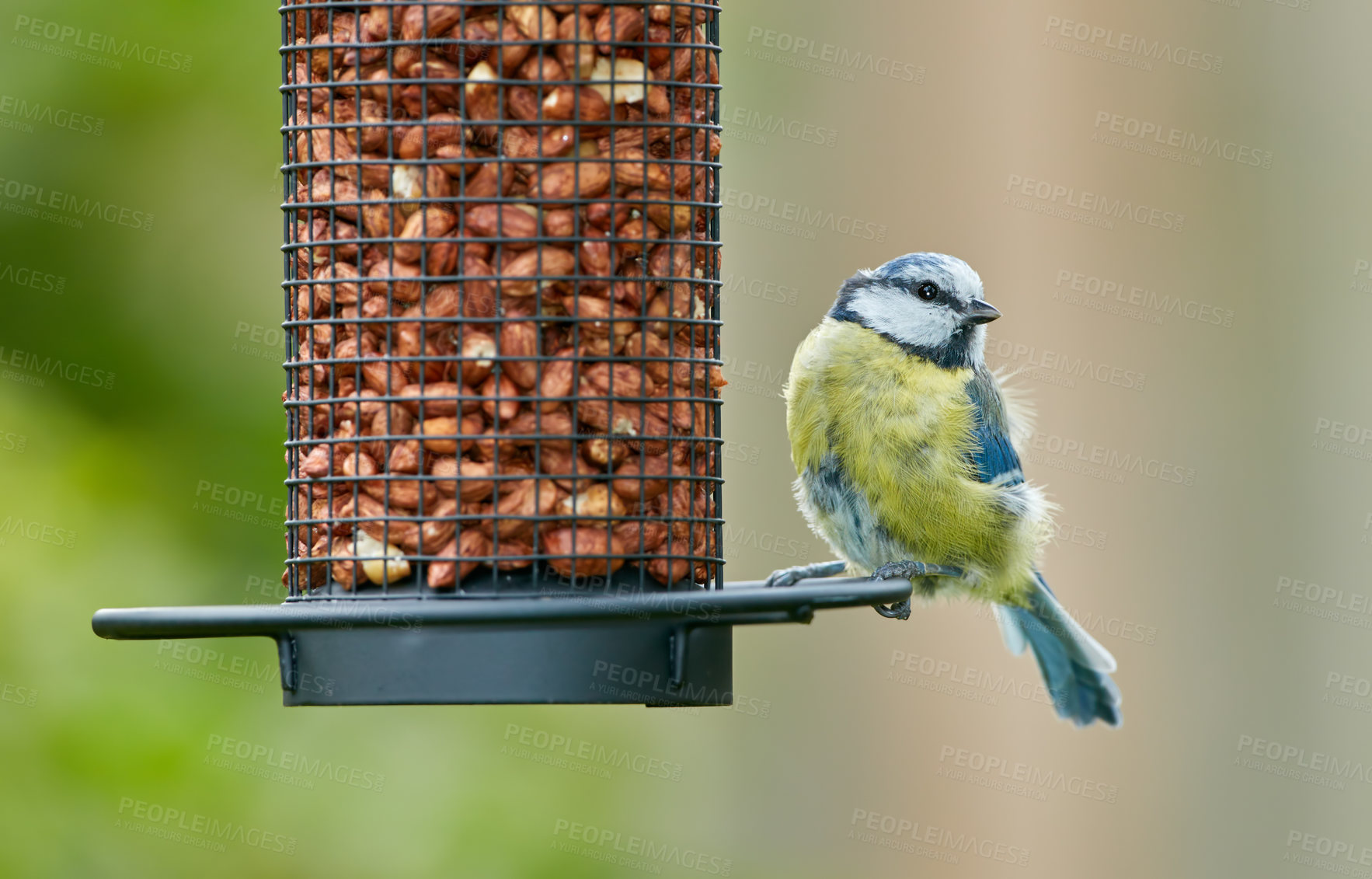 Buy stock photo The Eurasian blue tit is a small passerine bird in the tit family Paridae. The bird is easily recognisable by its blue and yellow plumage.