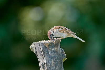 Buy stock photo Sparrows are a family of small passerine birds, Passeridae. They are also known as true sparrows, or Old World sparrows, names also used for a particular genus of the family, Passer